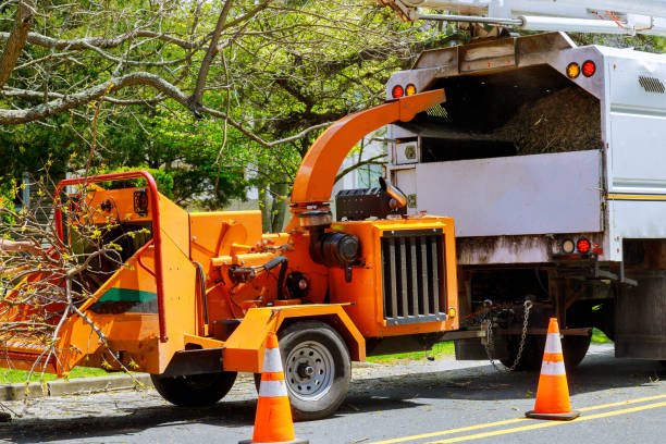 Trusted Eglin Af, FL Tree Removal Experts